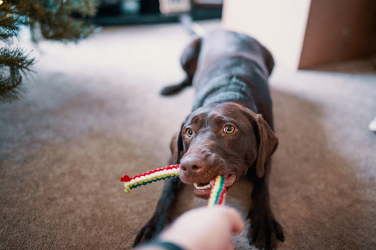 Pet Toys - The Wandering Marketplace